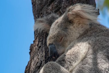 Queensland Avustralya 'nın Magnetic Adası' ndaki ormanın tepesindeki Okaliptüs ağacında şirin bir Koala Vahşi..
