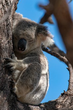 Queensland Avustralya 'nın Magnetic Adası' ndaki ormanın tepesindeki Okaliptüs ağacında şirin bir Koala Vahşi..
