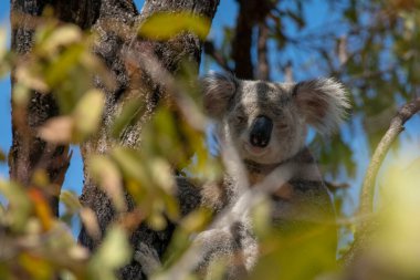 Queensland Avustralya 'nın Magnetic Adası' ndaki ormanın tepesindeki Okaliptüs ağacında şirin bir Koala Vahşi..