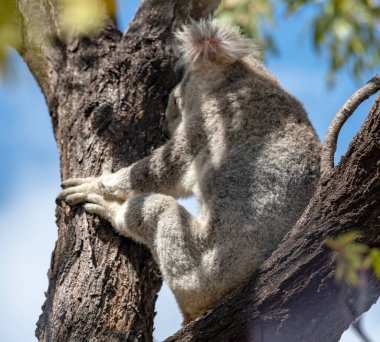 Queensland Avustralya 'nın Magnetic Adası' ndaki ormanın tepesindeki Okaliptüs ağacında şirin bir Koala Vahşi..