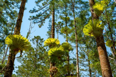 Fraser Adası 'nda asılı Staghorn Fern Paraziti Büyük Sandy Ulusal Parkı, Queensland Avustralya.