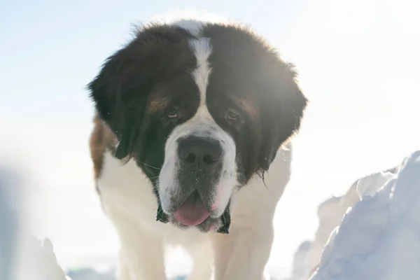 Portret Dorosłego Aktywnego Psa Czystej Krwi Saint Bernard Bawiącego Się — Zdjęcie stockowe