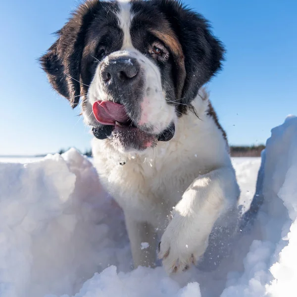 Adulto Ativo Saint Bernard Closeup Retrato Cão Raça Pura Brincando — Fotografia de Stock