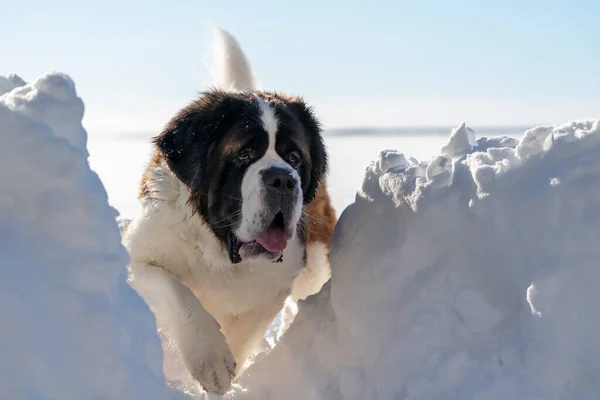 Adulto Ativo São Bernardo Cão Raça Pura Brincando Neve Profunda — Fotografia de Stock