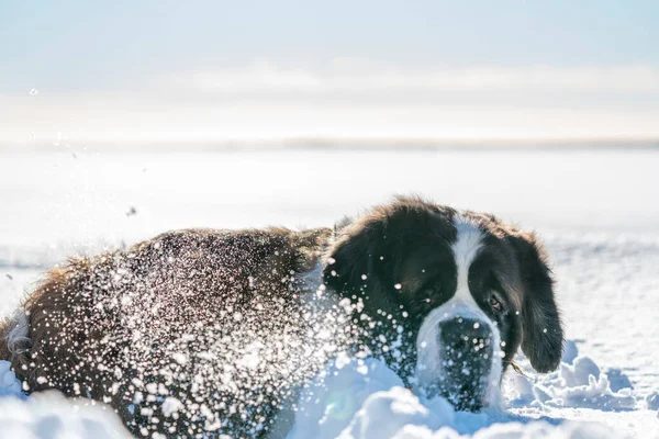 Cena Cão Adulto Ativo Saint Bernard Cão Raça Pura Brincando — Fotografia de Stock