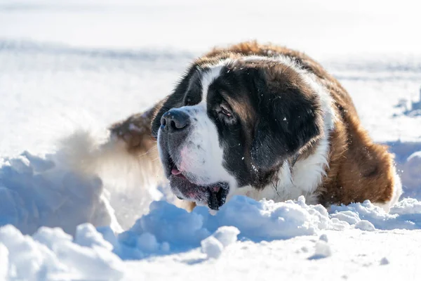 Adulto Ativo São Bernardo Cão Raça Pura Brincando Neve Profunda — Fotografia de Stock