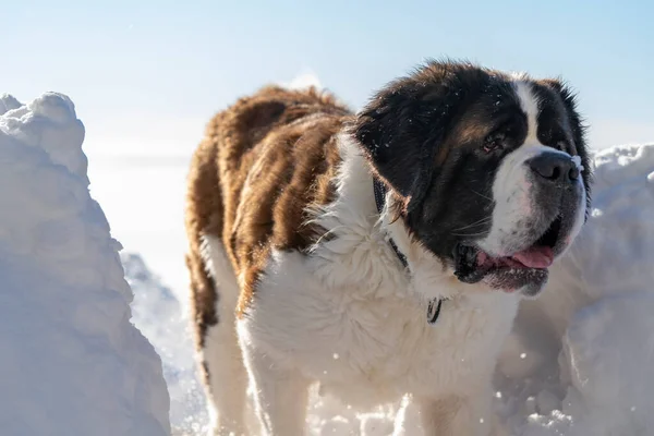 Volwassen Actieve Saint Bernard Rasechte Hond Spelen Rond Diepe Sneeuw — Stockfoto