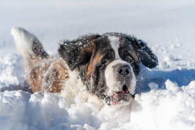 Yetişkin Saint Bernard safkan köpeği güzel bir kış gününde Derin Kar 'da oynuyor. Kış sahnesinde köpek derin karlarda oynuyor..