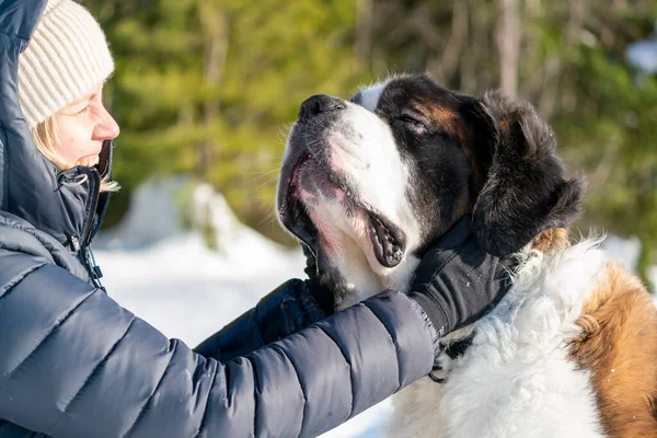 大人アクティブの選択的な焦点サンバーナード純血犬はパッチを受け 美しい冬の日にキューブルされます — ストック写真