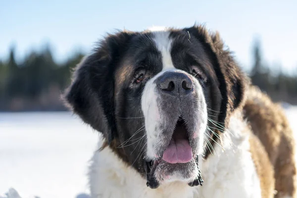 大人のアクティブ聖ベルナールクローズアップ肖像純血犬は美しい冬の日に雪の中で遊んでいます — ストック写真