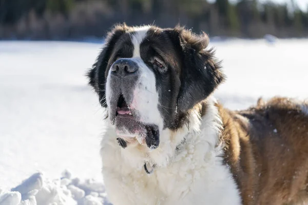 美しい冬の日に雪の中で遊んでいる大人のアクティブな健康な聖ベルナールの純血犬の肖像 — ストック写真