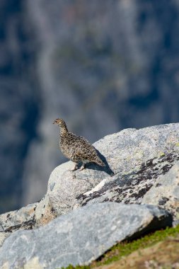 Rock Ptarmigan Kuşu Norveç 'in güzel Lofoten dağlarına karşı iyi kamufle oldu. Kuş gözlemcisi Lofoten Norveç 'te seyahat ediyor. Güzel manzara..