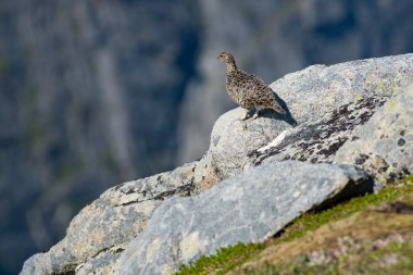Rock Ptarmigan Kuşu Norveç 'in güzel Lofoten dağlarına karşı iyi kamufle oldu. Kuş gözlemcisi Lofoten Norveç 'te seyahat ediyor. Güzel manzara..