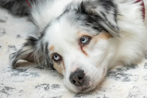 Australian Shepard tired dog laying down resting looking at camera