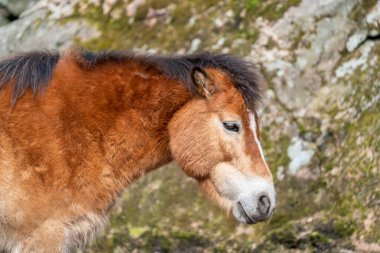 Gotland russ veya Gotland Pony Horse, İsveç 'te yaşayan bir midilli türüdür.. 