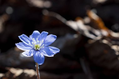 Bahar Sahnesi Çiçeği Yatağında Violet Common Hepatica veya Anemone Hepatica