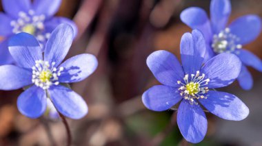 Bahar Sahnesi Çiçeği Yatağında Violet Common Hepatica veya Anemone Hepatica