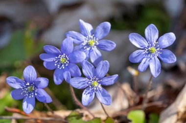 Bahar Sahnesi Çiçeği Yatağında Violet Common Hepatica veya Anemone Hepatica