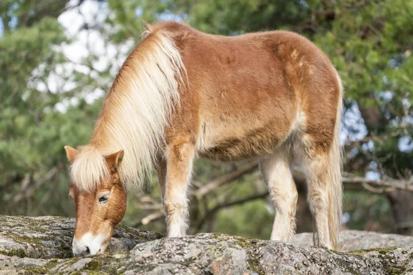 Gotland russ lub Gotland pony Horse to stara szwedzka rasa kucyków. — Zdjęcie stockowe