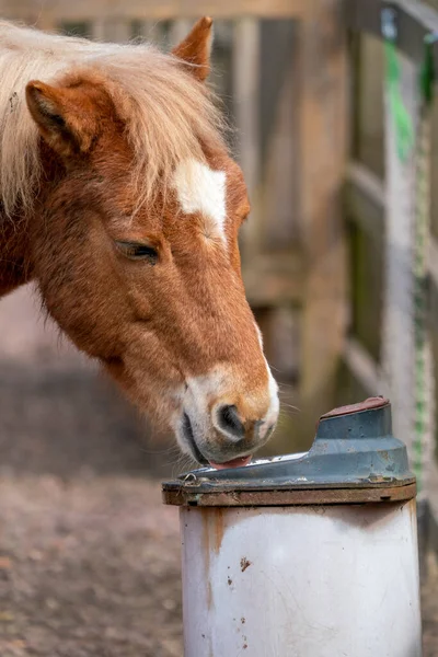 Gotland russ veya Gotland Pony Horse, İsveç 'te yaşayan bir midilli türüdür.. — Stok fotoğraf