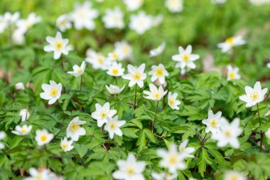 Anemone Ormanı Bahar Çiçeği Sahnesi