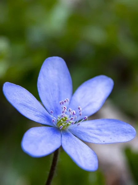 Belle anémone pourpre fleur d'Hepatica fleur de printemps — Photo