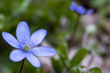 Güzel mor şakayık Hepatica çiçeği bahar çiçeği
