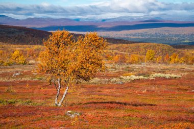 İsveç 'in sonbahar tepelerinde kırmızı ve sarı renkli ağaçlar izole edilmiştir..
