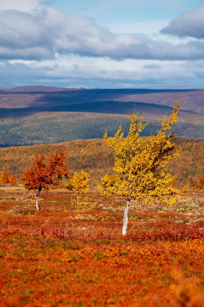 스웨덴 가을 언덕에 있는 적색 과 황색의 고립된 나무들. — 스톡 사진