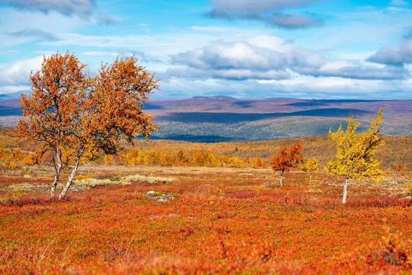 스웨덴 가을 언덕에 있는 적색 과 황색의 고립된 나무들. — 스톡 사진