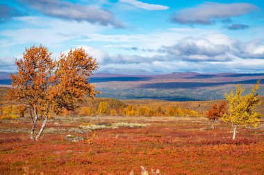 İsveç 'in sonbahar tepelerinde kırmızı ve sarı renkli ağaçlar izole edilmiştir..