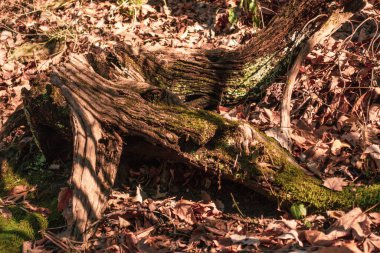 Percy Warner Park, Nashville, Tennessee 'de ağaç kabuğu ve yaprakların arkaplan fotoğrafı..