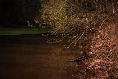 Percy Warner Park, Nashville, Tennessee 'deki bir bataklığın orman manzarası. 