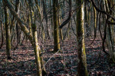 Percy Warner Park, Nashville, Tennessee 'deki karanlık orman manzarası..