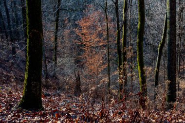 Percy Warner Park, Nashville, Tennessee 'de sonbahar manzarası.
