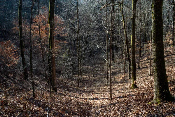 田纳西州纳什维尔珀西华纳公园的森林景观 — 图库照片