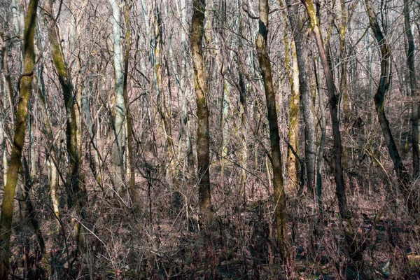 パーシー ワーナー パーク ナッシュビル テネシー州の森の景色 — ストック写真