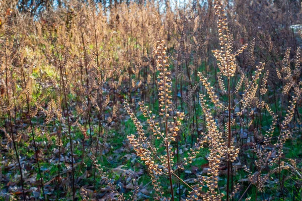 テネシー州ナッシュビルのパーシー ワーナー パークの畑の小麦の写真 — ストック写真