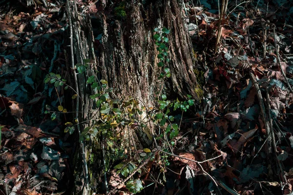 田纳西州纳什维尔珀西华纳公园的树皮和树叶图案 — 图库照片