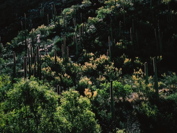 美国亚利桑那州图森的仙人掌美景 — 图库照片
