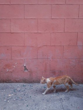 Sokak kedisi Pakistan 'da sokakta yürüyor..