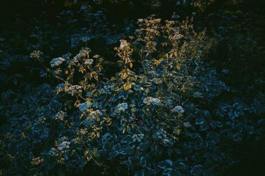 Tarlada yabani çiçekler.