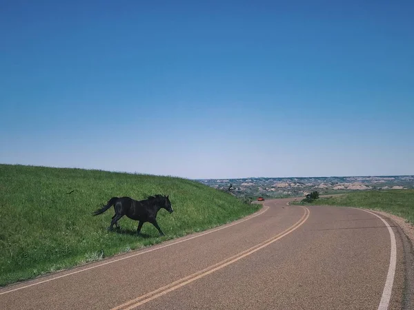 Ein Wildpferd Läuft Auf Die Straße Theodore Roosevelt National Park — Stockfoto