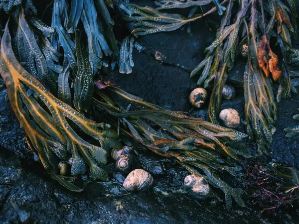 Sea Weeds Costa Rhode Island Estados Unidos —  Fotos de Stock