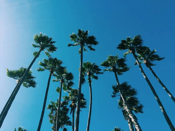 Пальми Тлі Блакитного Неба Сан Дієго Каліфорнія Сша — стокове фото