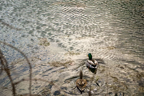 Paar Eenden Een Meer Bij Radnor Lake State Park Nashville — Stockfoto