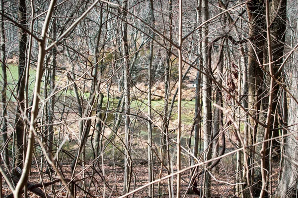 Dense Forest Radnor Lake State Park Nashville Tennessee Royalty Free Stock Photos