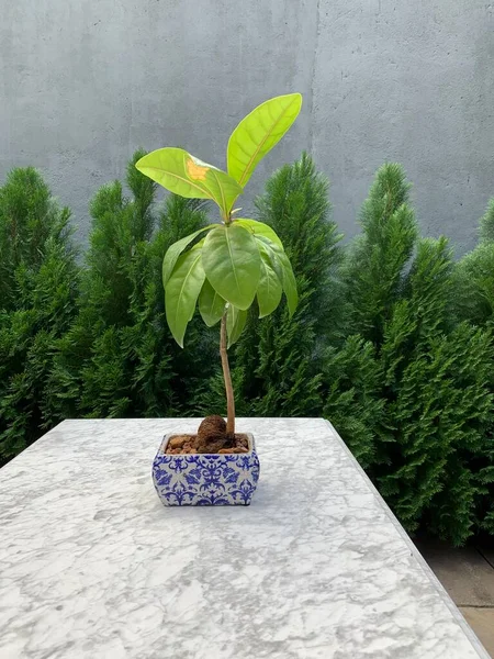 Tropická Rostlina Květináči Modrými Bílými Ornamenty Stylu Gzhel Stojící Stole — Stock fotografie