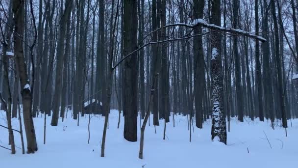 Natura Rosji Zimowy Las Wieczorem Pada Śnieg — Wideo stockowe