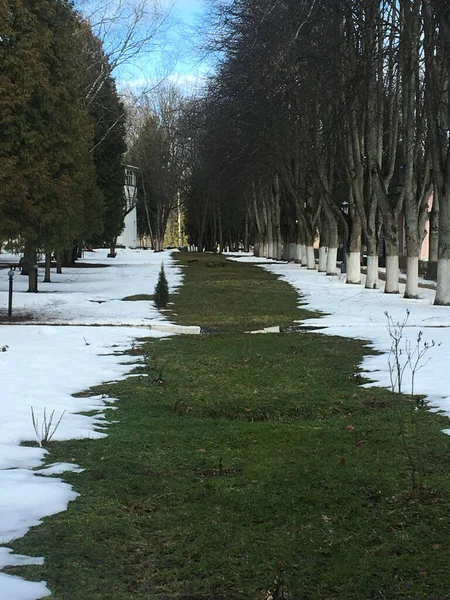 Ağaçların arasındaki kardaki yeşil çimenler